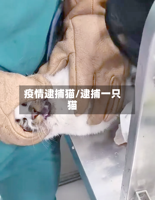 疫情逮捕猫/逮捕一只猫-第2张图片