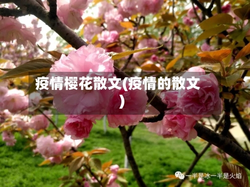 疫情樱花散文(疫情的散文)