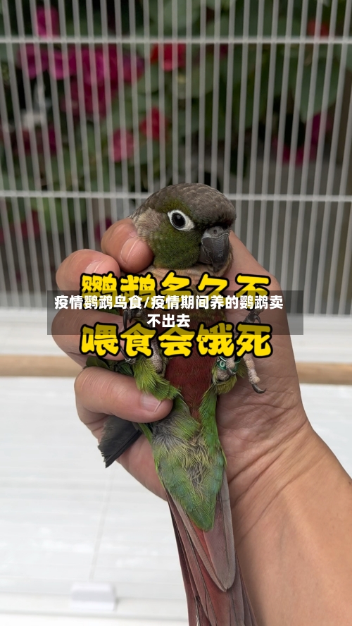 疫情鹦鹉鸟食/疫情期间养的鹦鹉卖不出去-第2张图片