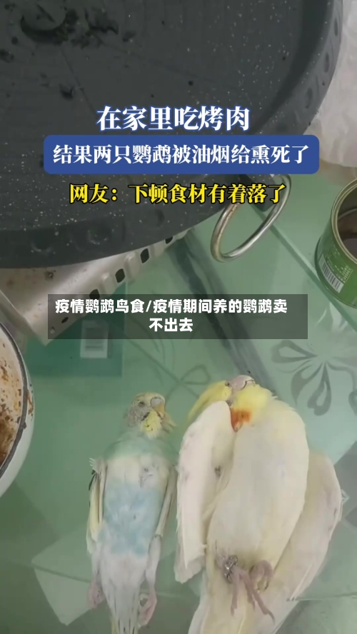疫情鹦鹉鸟食/疫情期间养的鹦鹉卖不出去