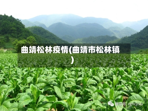 曲靖松林疫情(曲靖市松林镇)