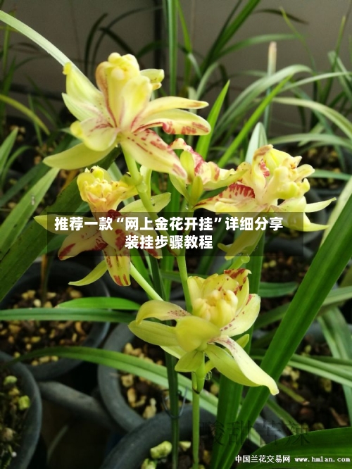 推荐一款“网上金花开挂	”详细分享装挂步骤教程-第2张图片