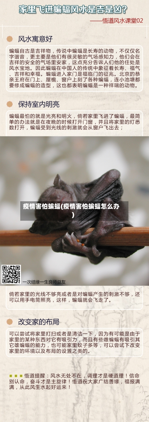 疫情害怕蝙蝠(疫情害怕蝙蝠怎么办)