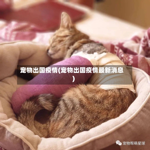 宠物出国疫情(宠物出国疫情最新消息)