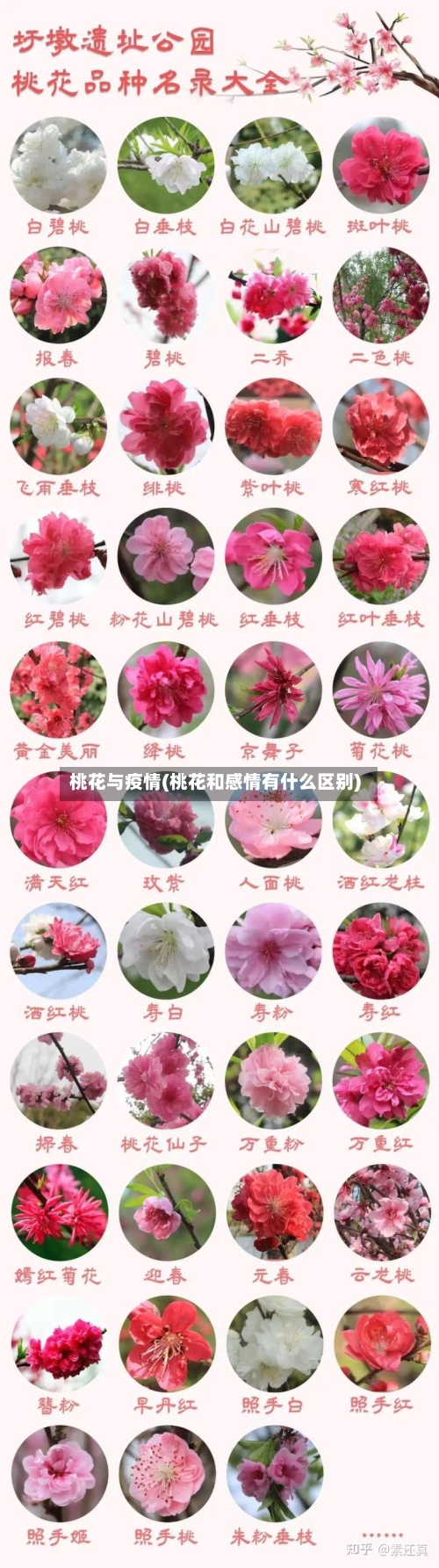 桃花与疫情(桃花和感情有什么区别)-第2张图片