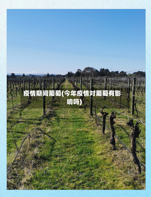 疫情期间葡萄(今年疫情对葡萄有影响吗)