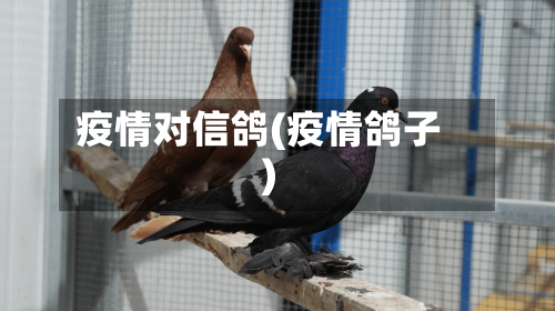 疫情对信鸽(疫情鸽子)-第1张图片