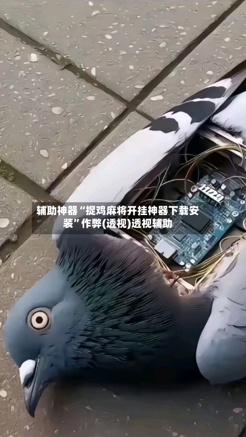 辅助神器“捉鸡麻将开挂神器下载安装”作弊(透视)透视辅助-第3张图片