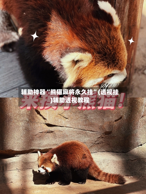 辅助神器“熊猫麻将永久挂”(透视挂)辅助透视教程-第2张图片