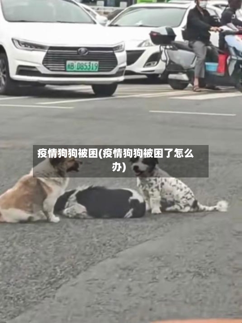 疫情狗狗被困(疫情狗狗被困了怎么办)-第2张图片