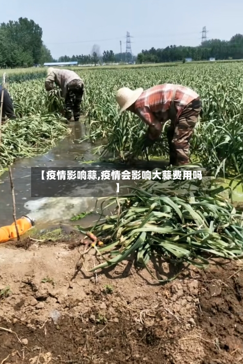 【疫情影响蒜,疫情会影响大蒜费用吗】-第1张图片