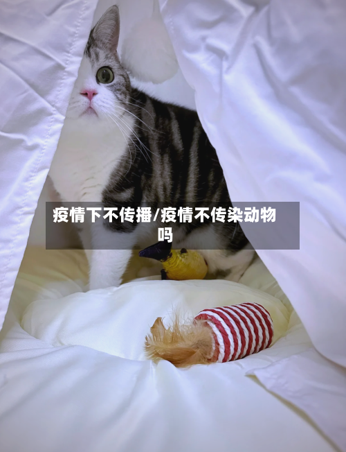 疫情下不传播/疫情不传染动物吗-第3张图片