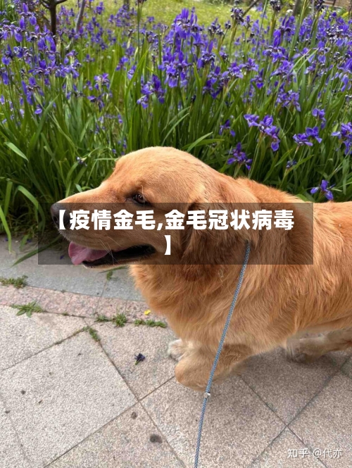 【疫情金毛,金毛冠状病毒】-第2张图片