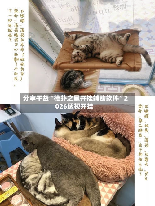 分享干货“德扑之星开挂辅助软件	”2026透视开挂-第2张图片