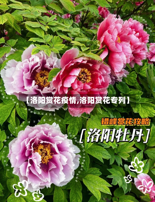 【洛阳赏花疫情,洛阳赏花专列】-第2张图片