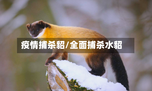 疫情捕杀貂/全面捕杀水貂-第2张图片