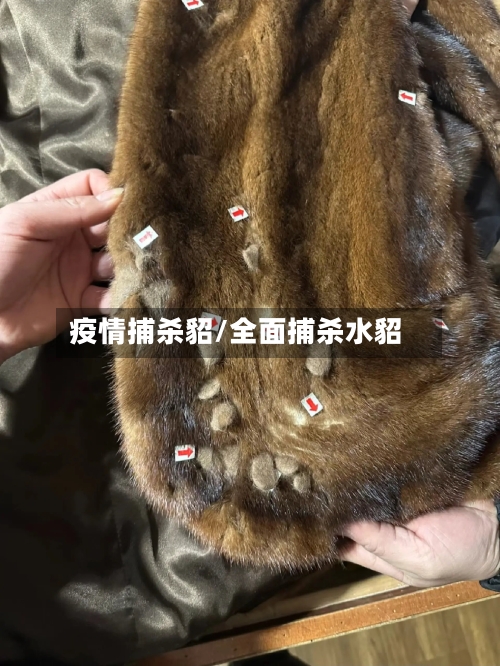 疫情捕杀貂/全面捕杀水貂-第3张图片