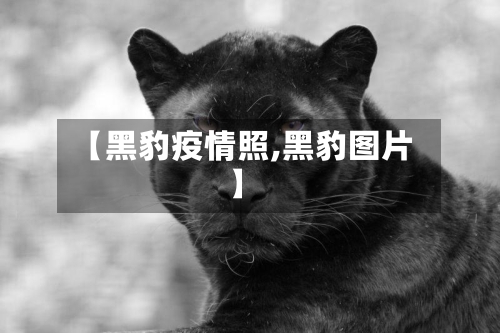 【黑豹疫情照,黑豹图片】-第1张图片