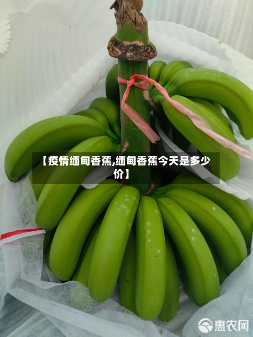 【疫情缅甸香蕉,缅甸香蕉今天是多少价】-第2张图片