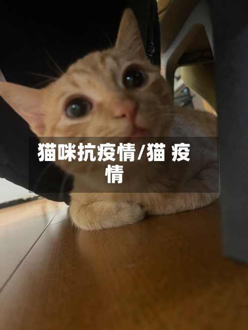 猫咪抗疫情/猫 疫情-第1张图片