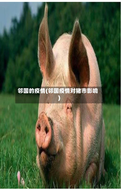 邻国的疫情(邻国疫情对猪市影响)-第3张图片