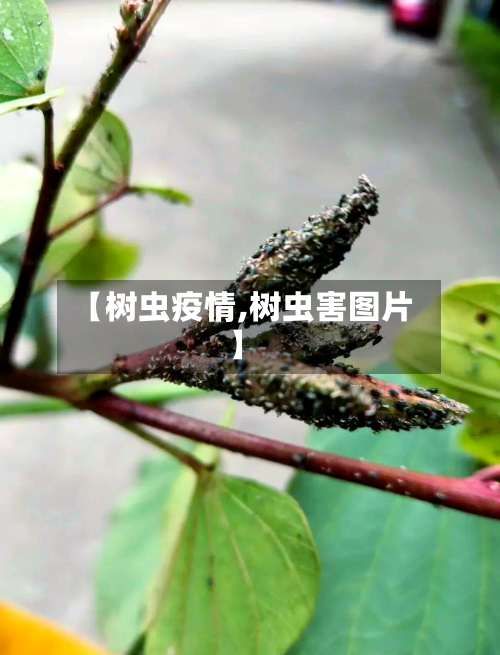 【树虫疫情,树虫害图片】-第2张图片