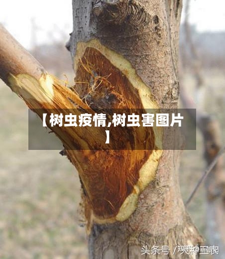 【树虫疫情,树虫害图片】-第1张图片