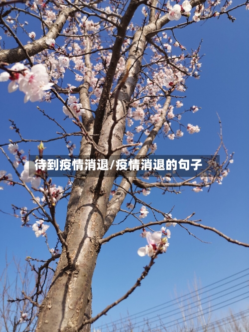 待到疫情消退/疫情消退的句子-第3张图片