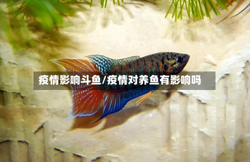 疫情影响斗鱼/疫情对养鱼有影响吗-第1张图片