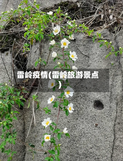 雷岭疫情(雷岭旅游景点)-第2张图片