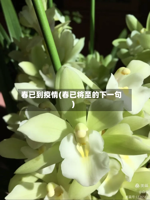 春已到疫情(春已将至的下一句)-第1张图片