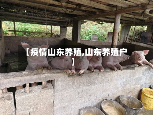 【疫情山东养殖,山东养殖户】-第1张图片