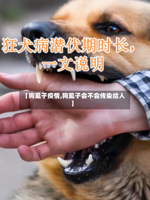 【狗虱子疫情,狗虱子会不会传染给人】-第3张图片