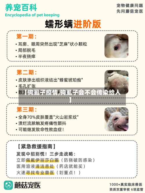 【狗虱子疫情,狗虱子会不会传染给人】-第1张图片