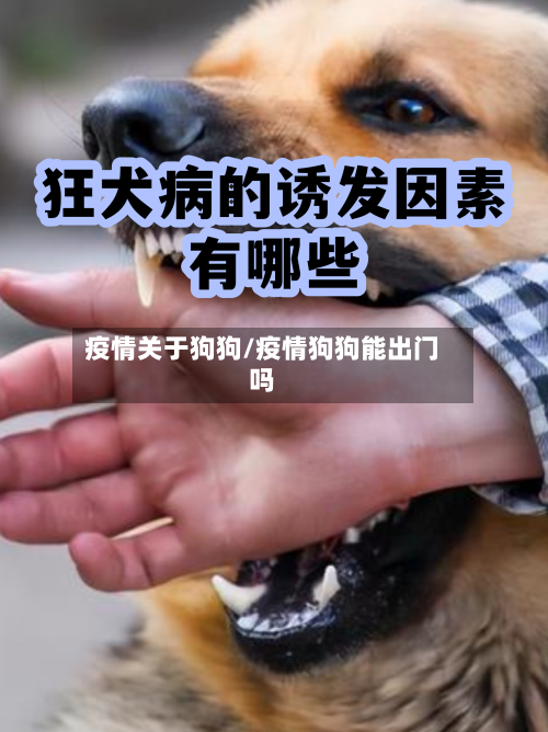 疫情关于狗狗/疫情狗狗能出门吗-第1张图片