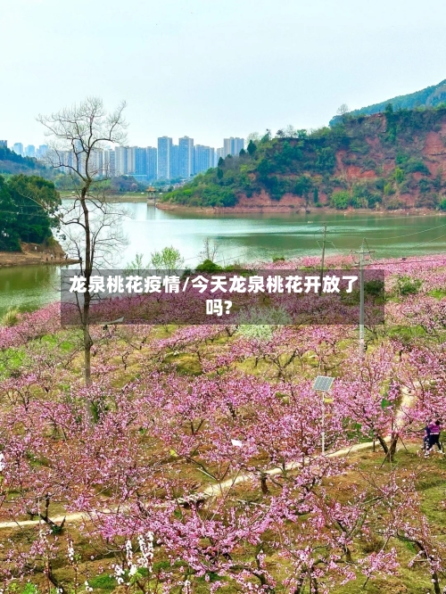 龙泉桃花疫情/今天龙泉桃花开放了吗?-第2张图片