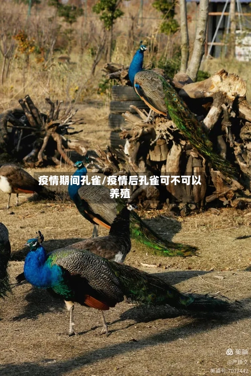 疫情期间孔雀/疫情后孔雀可不可以养殖