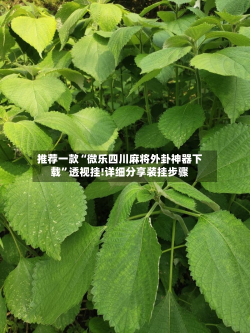 推荐一款“微乐四川麻将外卦神器下载”透视挂!详细分享装挂步骤-第3张图片