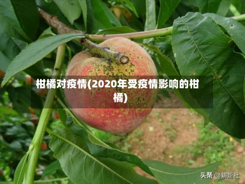 柑橘对疫情(2020年受疫情影响的柑橘)