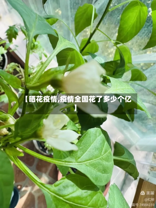 【晒花疫情,疫情全国花了多少个亿】