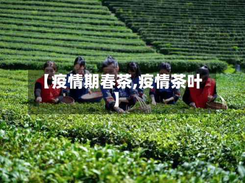 【疫情期春茶,疫情茶叶】-第2张图片