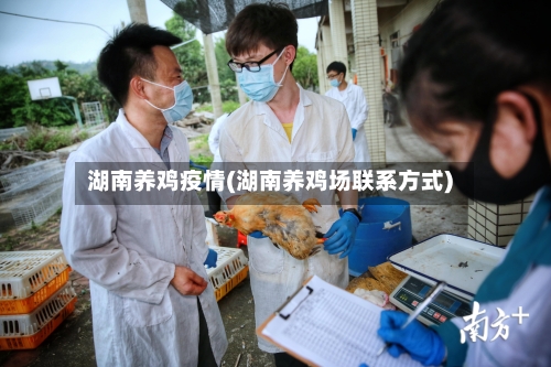 湖南养鸡疫情(湖南养鸡场联系方式)-第1张图片
