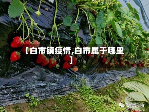 【白市镇疫情,白市属于哪里】-第2张图片