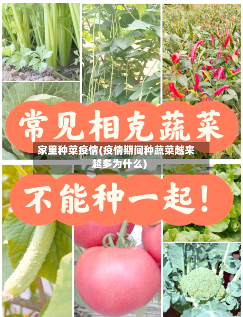 家里种菜疫情(疫情期间种蔬菜越来越多为什么)