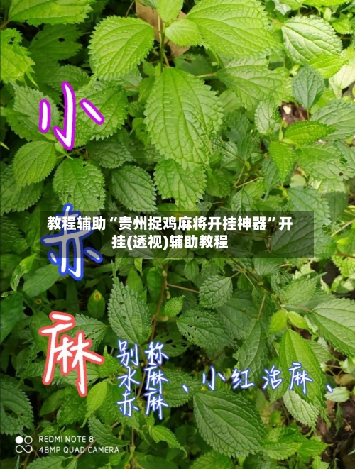 教程辅助“贵州捉鸡麻将开挂神器”开挂(透视)辅助教程