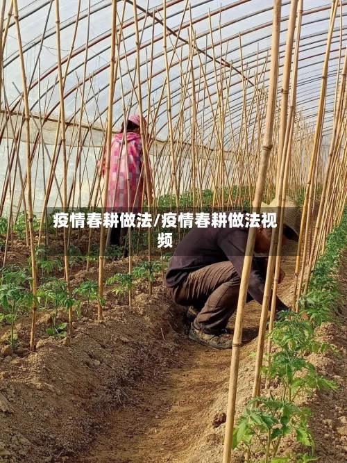 疫情春耕做法/疫情春耕做法视频
