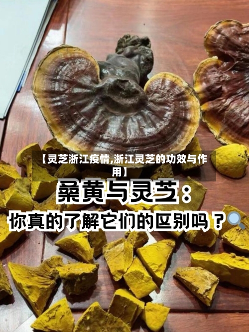 【灵芝浙江疫情,浙江灵芝的功效与作用】