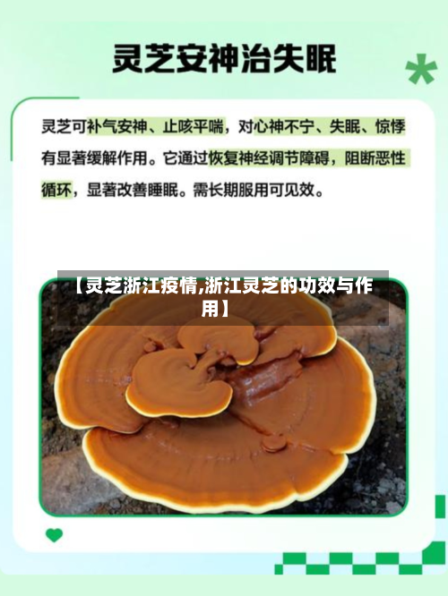 【灵芝浙江疫情,浙江灵芝的功效与作用】-第3张图片