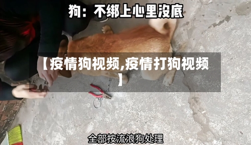 【疫情狗视频,疫情打狗视频】-第3张图片