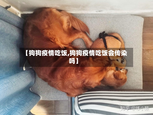 【狗狗疫情吃饭,狗狗疫情吃饭会传染吗】